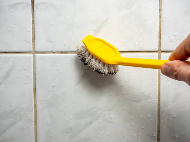 Best Mold Damage Repair  in Belmont, PA