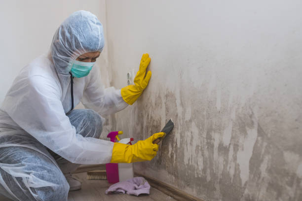 Best Certified Mold Removal  in Belmont, PA