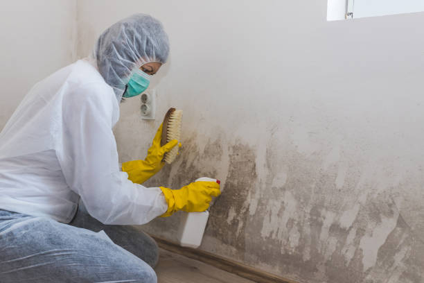 Crawl Space Mold Removal in Belmont, PA