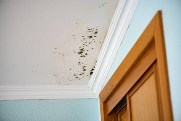 Best Home Mold Removal  in Belmont, PA