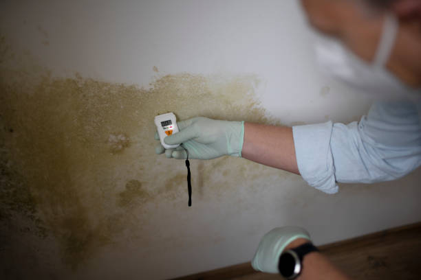Trusted Belmont, PA Mold Removal Experts