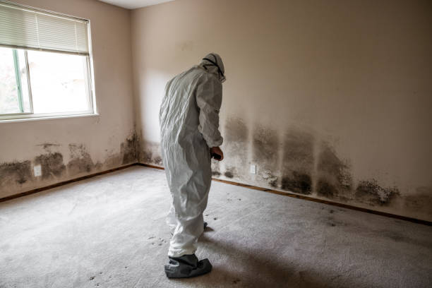 Best Mold Removal Company Near Me  in Belmont, PA