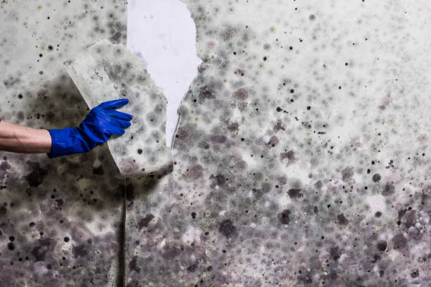 Best Black Mold Removal  in Belmont, PA