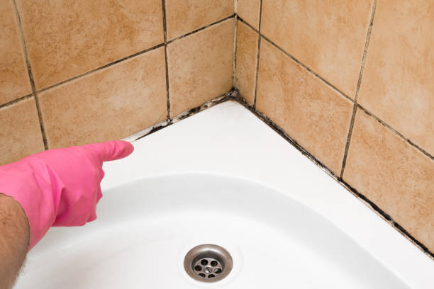 Best Crawl Space Mold Removal  in Belmont, PA